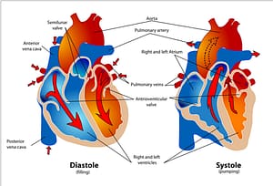 Difference-Between-Systolic-and-Diastolic