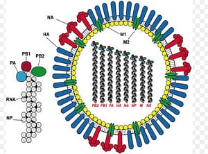 Influenza immunisation