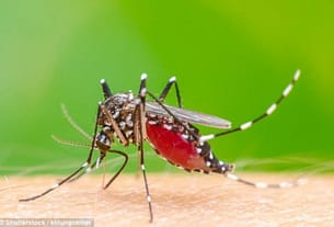 Malaria Vector female Anopheles