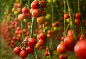 Tomatoes