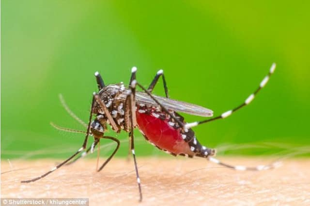 Malaria Vector female Anopheles