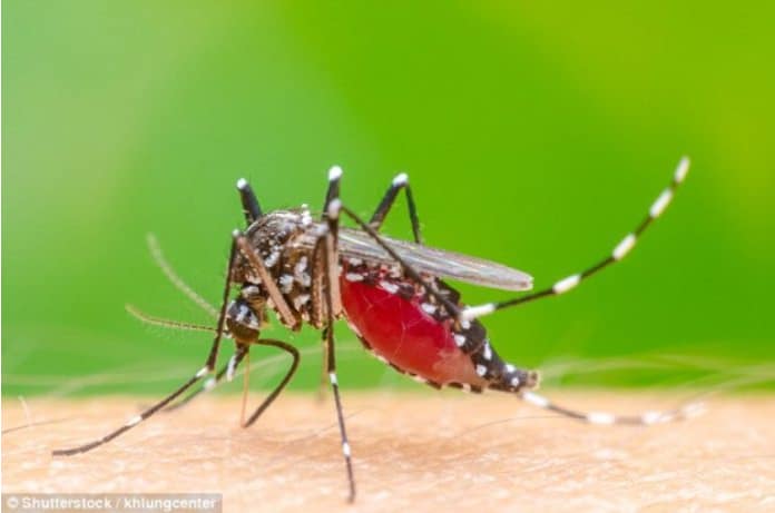 Malaria Vector female Anopheles