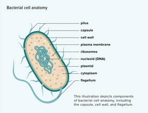 Bacteria